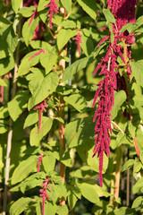 Attractive pendent flowers of chenille plant (Latin: Acalypha hispida), a flowering shrub also known as Philippines Medusa, red hot cat's tail and fox tail. Green foliage background. Estonian summer.