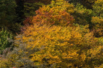 Beautiful color of autumn tree forest on mountain in Nikko