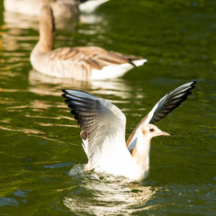 Slender-billed gull getting into wather