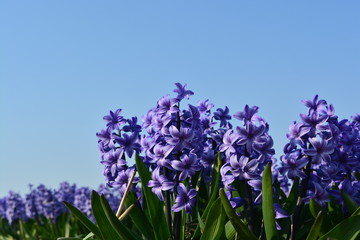 purple hyacinth flowers in the spring time on a blue background