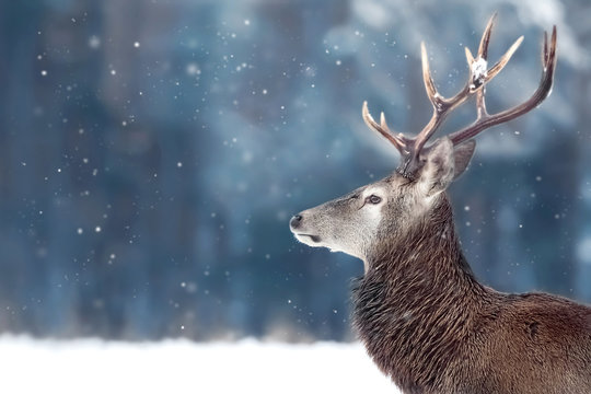 Noble deer male in winter snow forest. Winter christmas image. Copy space.