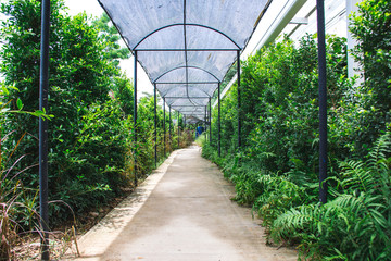 The walk way and light filter mesh roof in garden.