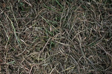 Dry grass leaf texture top view background.