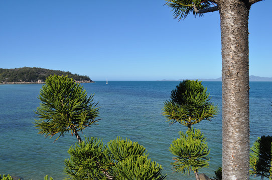 Coastal view over Geoffrey Bay through the branches of a Hoop pine, Araucaria cunninghamii, Magnetic Island, Queensland, Australia