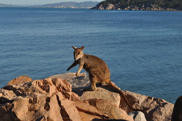 Allied Rock Wallaby, Petrogale assimilis.  Wild wallaby on the breakwater at Nelly Bay, Magnetic Island, Queensland, Australia.