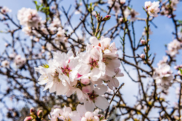 Details of Almond tree flowers
