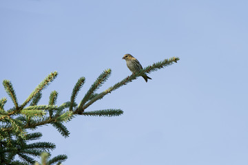 Tiny probably female Crossbill (Latin: Loxia, Fringillidae) on the top of spruce tree monitoring the area after feeding on seeds. Blue sky background. Estonia, North Europe.