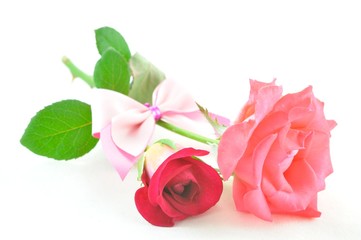 rose flower with valentine day