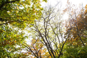 Beautiful color of autumn tree forest on mountain in Nikko