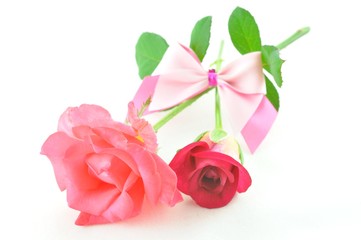 rose flower with valentine day