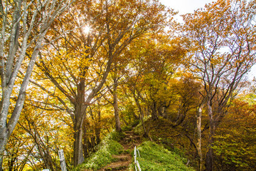 Fototapeta premium Beautiful color of autumn tree forest on mountain in Nikko