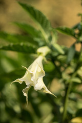 Naklejka na ściany i meble Pink single blossom of Angel's trumpet (Latin: Brugmansia). woody shrubs, with pendulous fragrant flowers. Most toxic of ornamental plants, containing tropane alkaloids. Bokeh background.