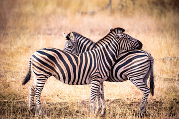 two wild zebras in south africa relaxed and mutual grooming - obrazy, fototapety, plakaty
