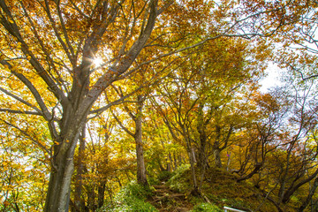 Fototapeta premium Beautiful color of autumn tree forest on mountain in Nikko