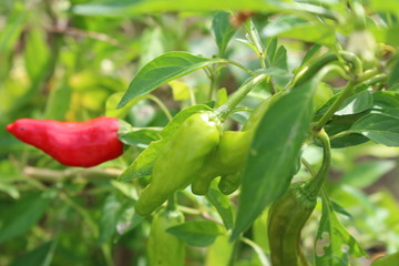 Fruits of the chili pepper in the autumn