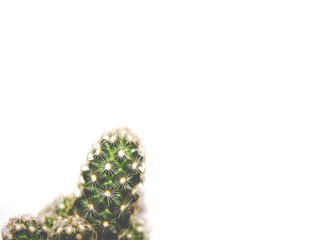 cactus isolated on white background