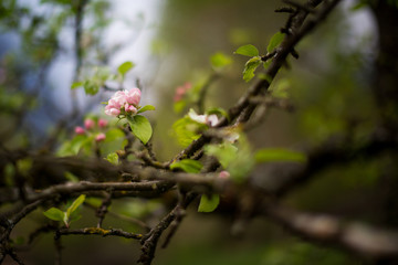 Close up of a blooming apple tree in spring against a bokeh background