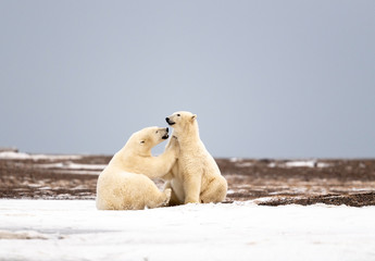 Polar Bear Mom with Cub, Kaktovik Alaska USA