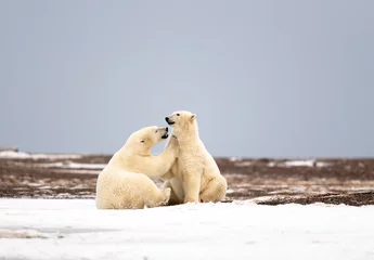 Deurstickers Polar Bear Mom with Cub, Kaktovik Alaska USA © Tom