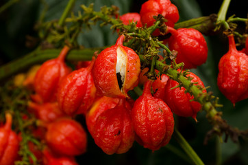 Guarana fruit 