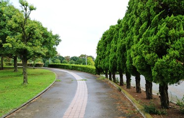 風景　秋　並ぶ木　杤木　公園　日本