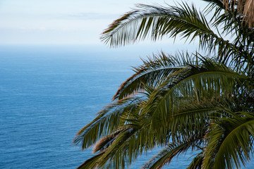 palm leaves