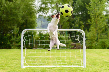Jumping dog as goalkeeper catching football (soccer) ball