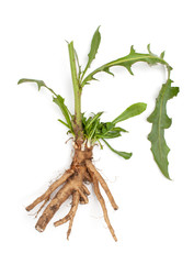 Chicory root (Cichorium intybus) with leaves isolated © ekramar