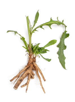 Chicory root (Cichorium intybus) with leaves isolated