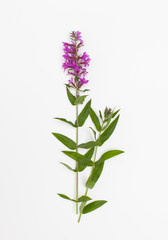 Flowering plant loosestrife loosestrife (litrum) on a white background