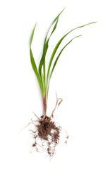 Medicinal plant Wheatgrass with root on white background