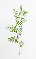 A young sprig of a plant vetch on white background