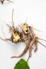 Rumex crispus root (yellow dock) with leaves on white background
