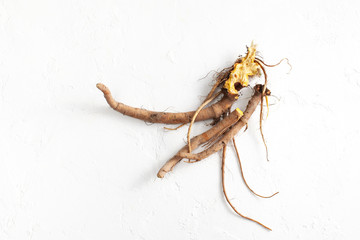 Rumex crispus root (yellow dock) on white background. Top view