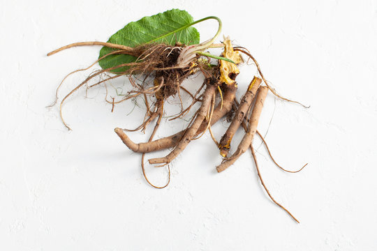 Rumex crispus root (yellow dock) with leaves on white background