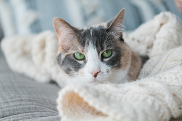 Close up of cute calico cat with green eyes wrapped in blanket, copy space