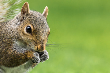 Eastern Gray Squirrel - Sciurus carolinensis, close-up portrait while sitting