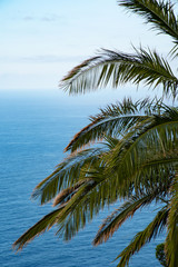 Fototapeta premium palm trees on the beach