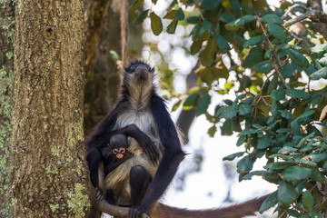 Spider monkey mom with his child