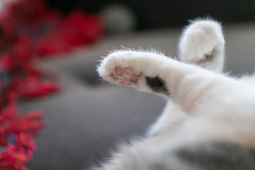 Macro photo or cat paws and beans