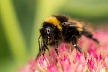 bee on flower