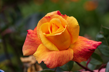 Yellow rose with green background
