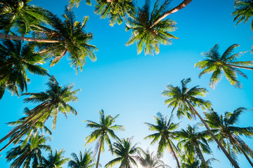 Fototapeta na wymiar A forest of palm trees on a sunny day