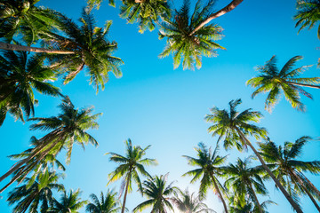 A forest of palm trees on a sunny day