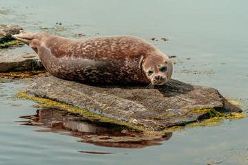 Adult grey seal (Halichoerus grypus), Marine mammal wildlife classic pose portrait image.
