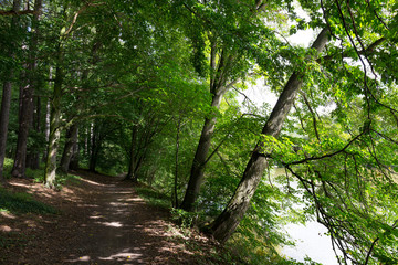 Obraz premium Romantic solitude Path with old big Trees about River Sazava in Central Czech