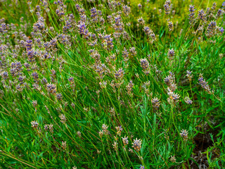 Lavender field in late blooming