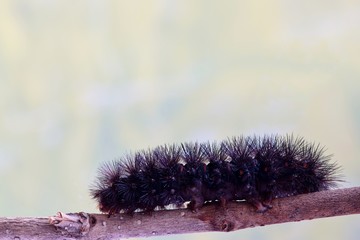 Giant Leopard Moth caterpillar (Hypercompe scribonia) on a twig at the bottom of the frame with room for text above. These hairy creatures are a variety of the Woolly Bear species.