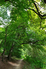 Obraz premium Romantic solitude Path with old big Trees about River Sazava in Central Czech
