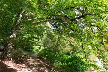 Obraz premium Romantic solitude Path with old big Trees about River Sazava in Central Czech